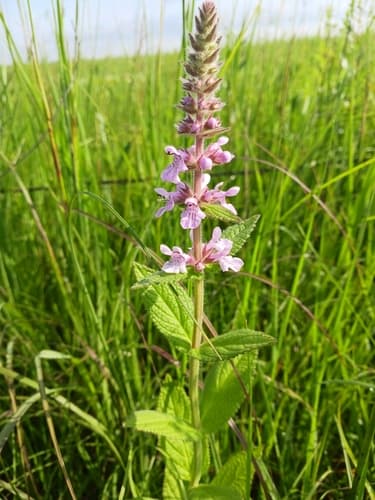 Prairie Woundwort