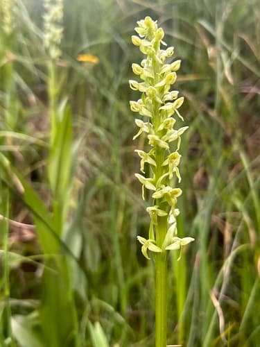 Green Bog Orchid