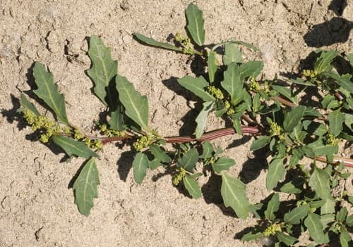 Oak-leaved Goosefoot