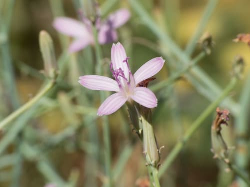 Brownplume Wirelettuce