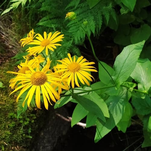 Austrian Leopard's-bane