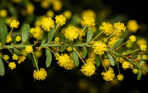 Round-leaf Wattle Bonsai