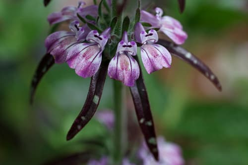 sticky Chinese houses