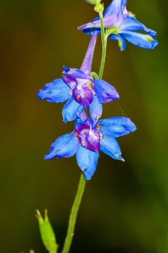 Wild Blue Larkspur