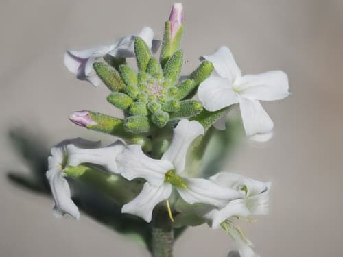 California shieldpod