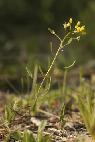 Wood Whitlow-grass Bonsai