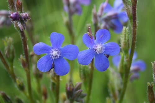 Italian Bugloss