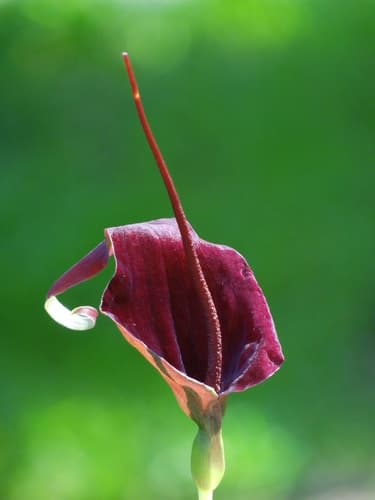 Divaricate Typhonium Bonsai