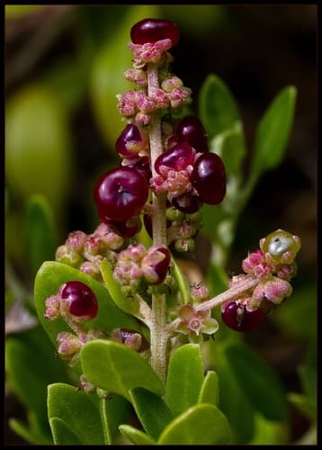 Seaberry Saltbush