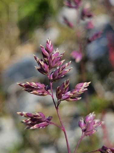 Alpine Bluegrass Bonsai