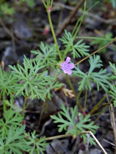 Long-stalked Crane's-bill