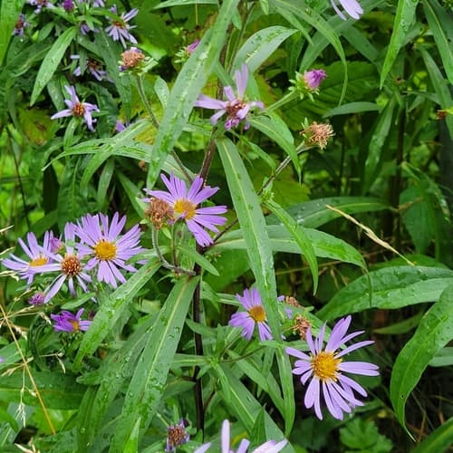 Douglas' Aster