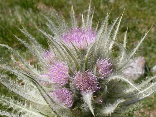 Elk Thistle