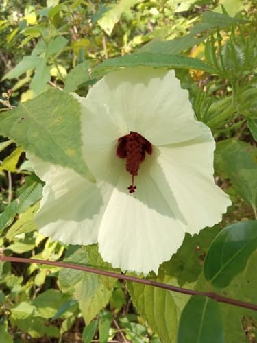 Pineland Hibiscus Bonsai