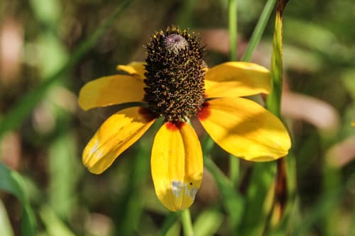 Clasping Coneflower