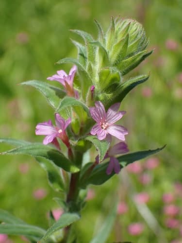Denseflower Willowherb