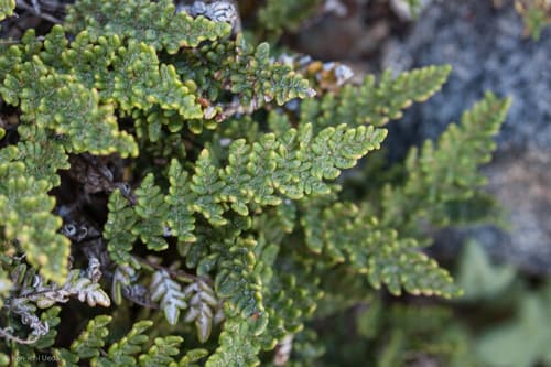 Lace Lip Fern