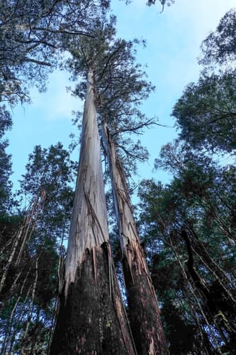 Australian Mountain Ash