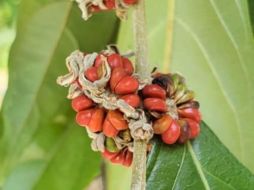 Glochidion philippicum