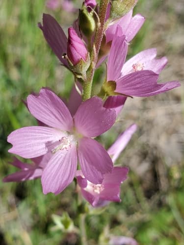 Oregon Checker-mallow Bonsai