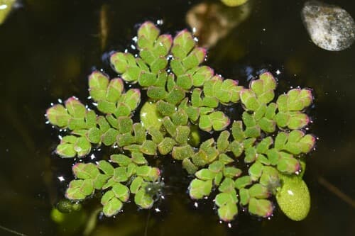 Eastern Mosquito Fern