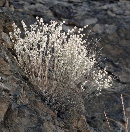 Snow Buckwheat Bonsai