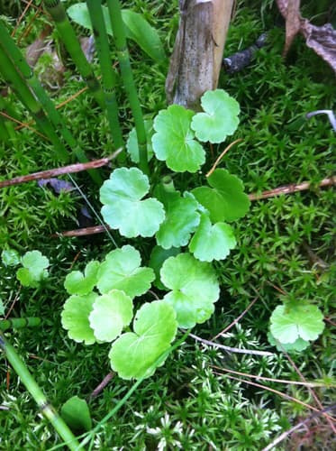 American Water-pennywort