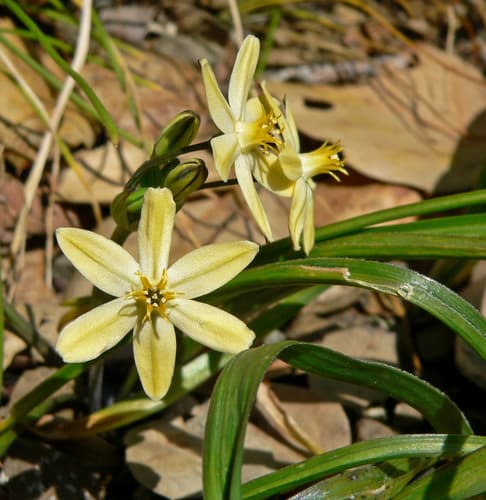 Prettyface (Triteleia ixioides)