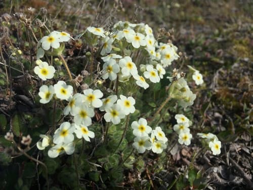 Lehmann's rockjasmine