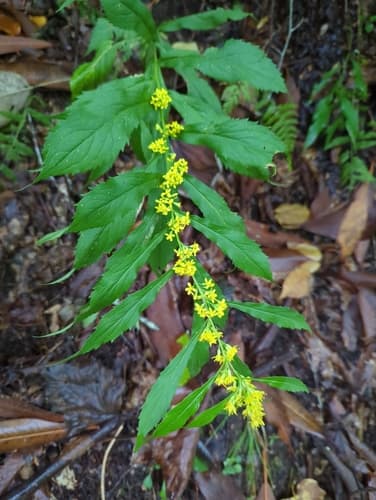 Mountain Decumbent Goldenrod