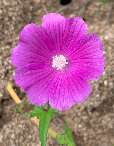 Violettas Flower (Not a Bonsai)