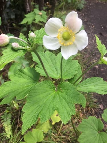 Japanese Anemone