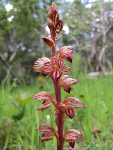 Striped Coralroot