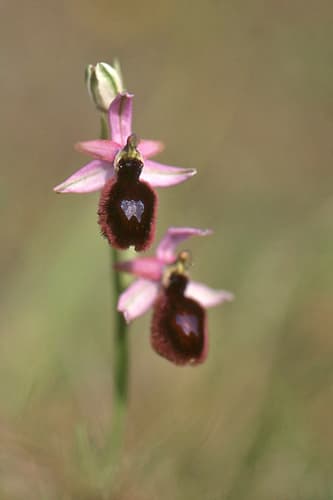 Bertoloni's Bee-orchid