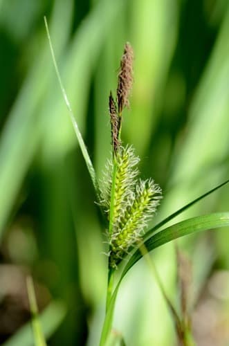 Inflated Sedge