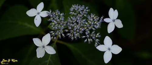 Mountain Hydrangea