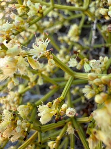 Heermann's Buckwheat (Not a Bonsai)