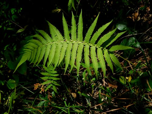Widespread Maiden Fern