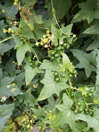 Eastern White-bryony