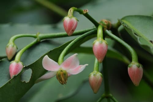 Ardisia virens Plant Specimen