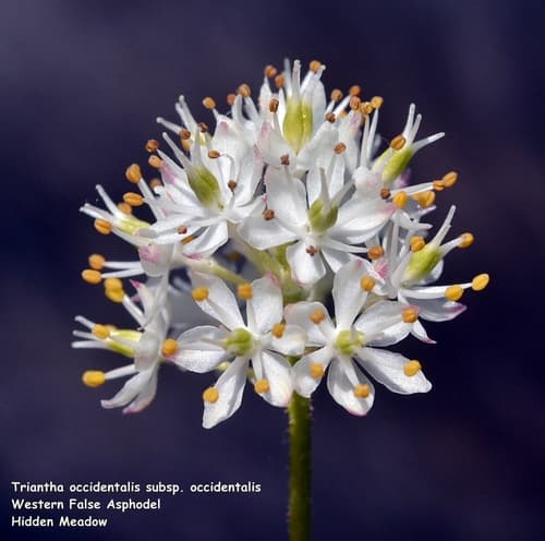 Western False Asphodel