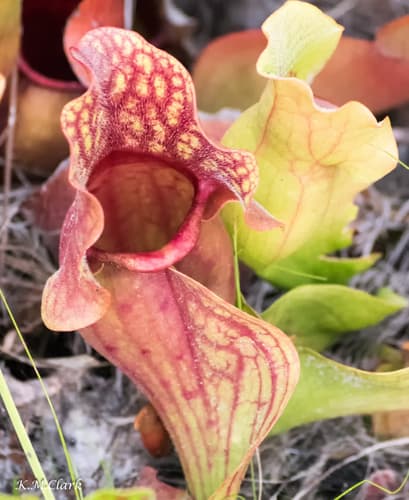 Burk's Southern Pitcher Plant