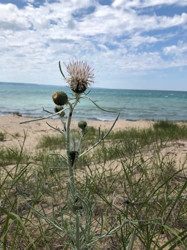 Pitcher's Thistle