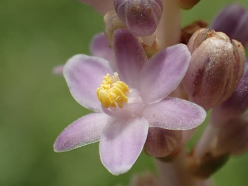 Creeping Lilyturf Flower
