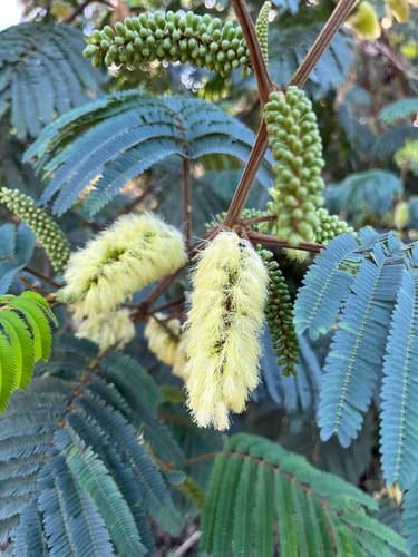 Plume Albizia Bonsai
