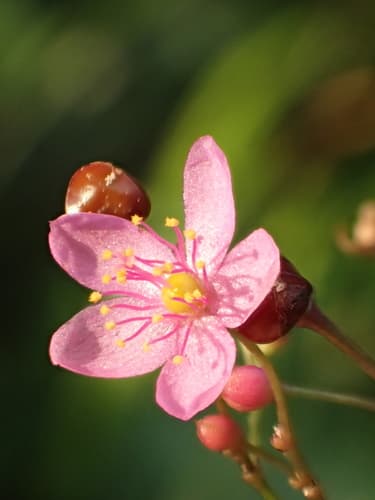 Jewels of Opar Bonsai