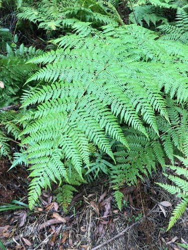 Common Ground Fern