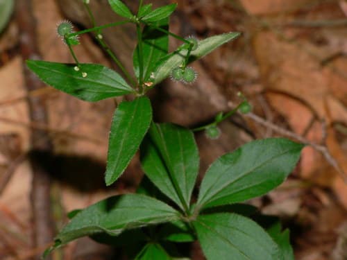 Licorice Bedstraw