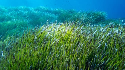 Neptune Grass (Not a Bonsai)
