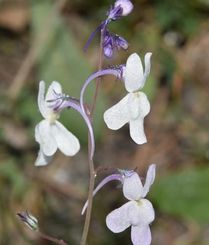 Linaria nigricans